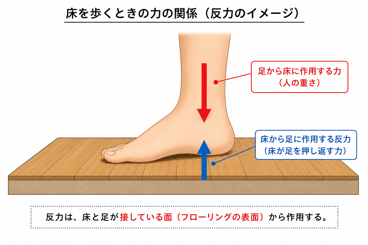足から床に作用する力と床から足に作用する反力のイメージ